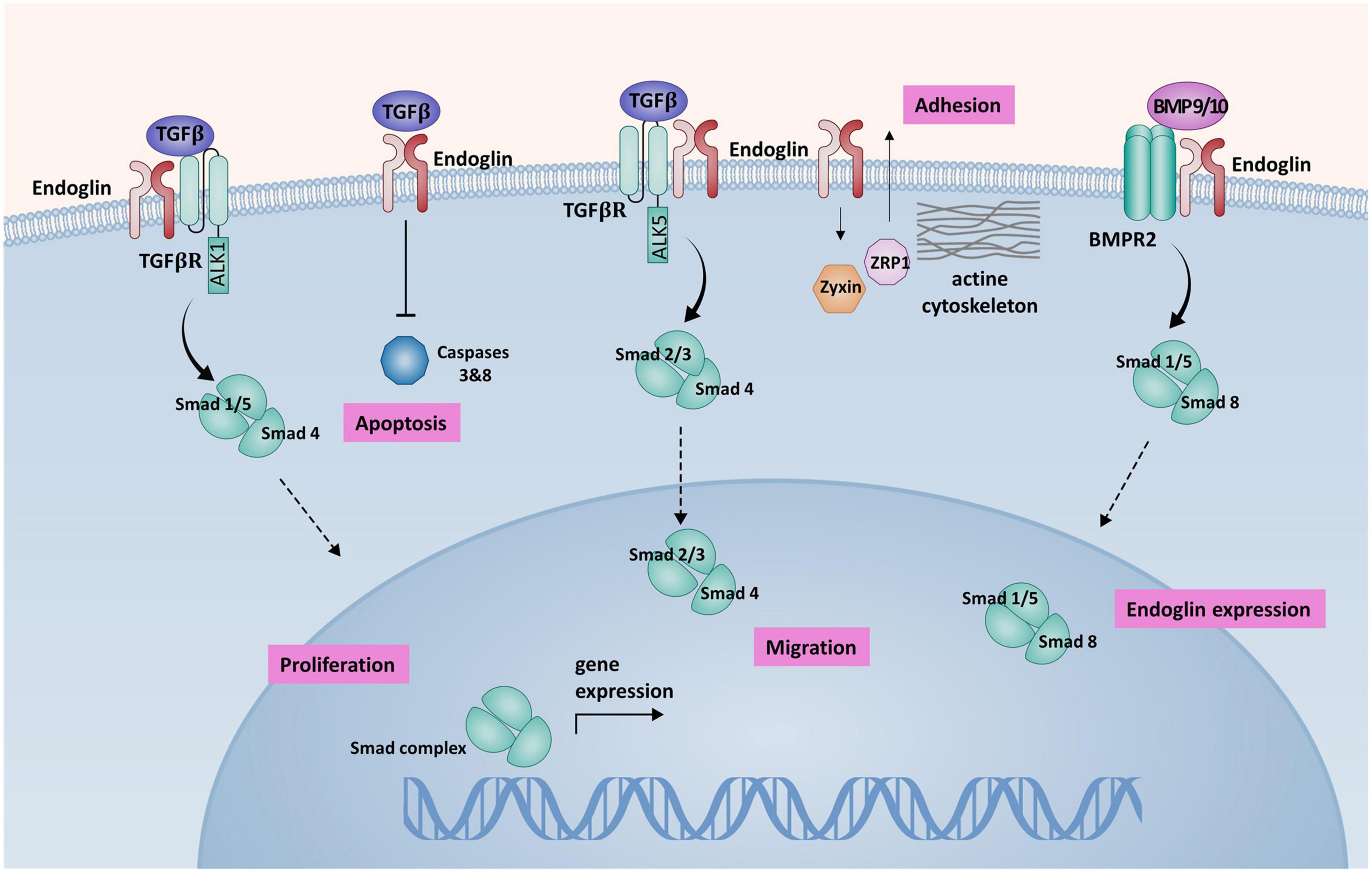 Endoglin in head and neck neoplasms